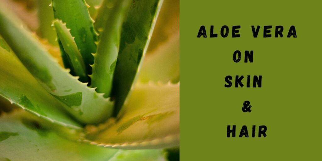 Aloe vera on skin and hair