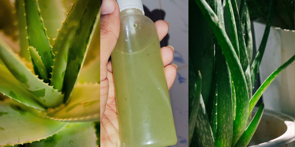 aloe vera on skin and hair