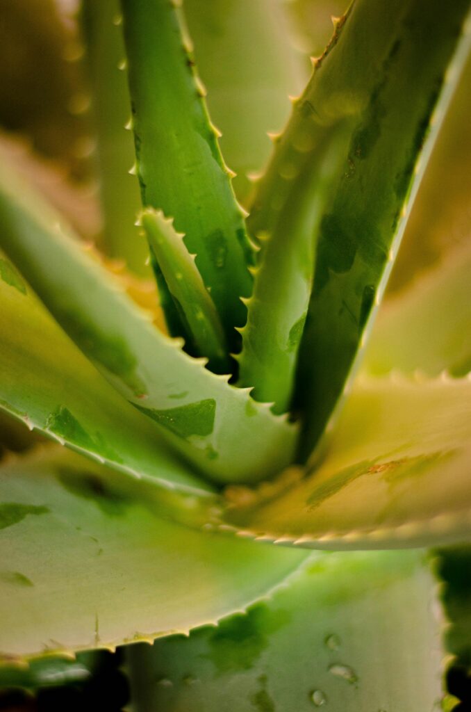 fresh aloe vera leaves 