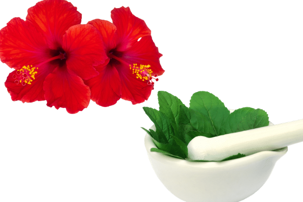 Hibiscus and Tulsi leaves Paste